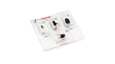 купите Набор насекомых в акриле Микромед №2 в Москве